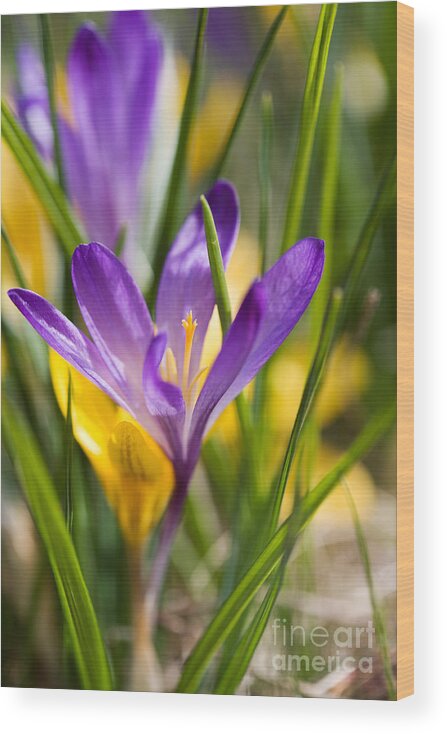 Crocus Wood Print featuring the photograph Crocuses #1 by Kati Finell