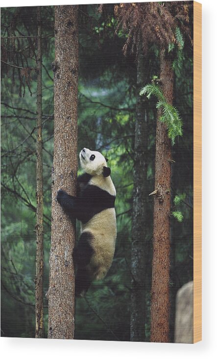 Mp Wood Print featuring the photograph Giant Panda Ailuropoda Melanoleuca #1 by Cyril Ruoso