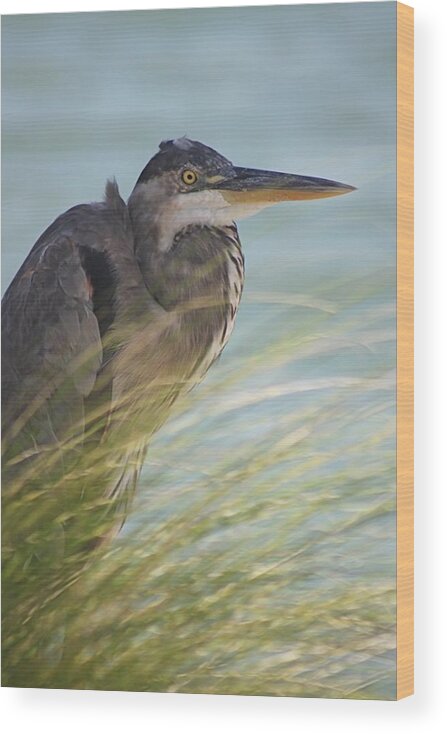 Great Blue Heron Wood Print featuring the photograph Great Blue Heron #1 by Jeanne Juhos