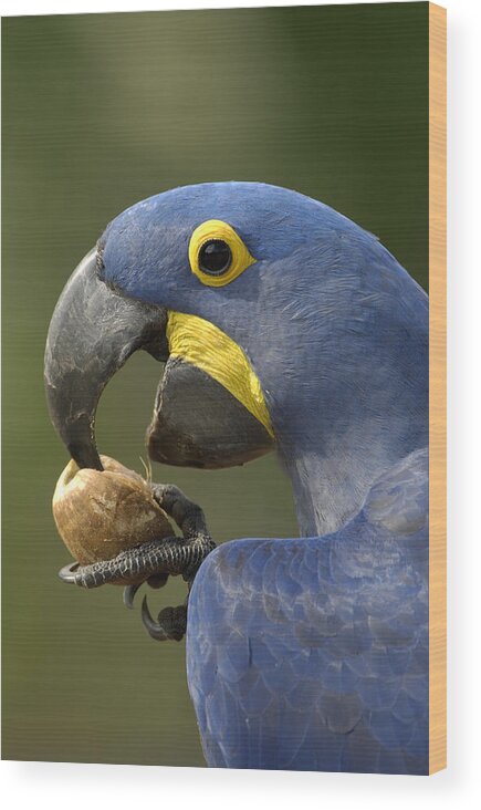 Mp Wood Print featuring the photograph Hyacinth Macaw Anodorhynchus #1 by Pete Oxford