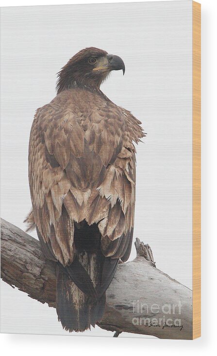 Bald Eagles Wood Print featuring the photograph Immature Bald Eagle #1 by Steve Javorsky
