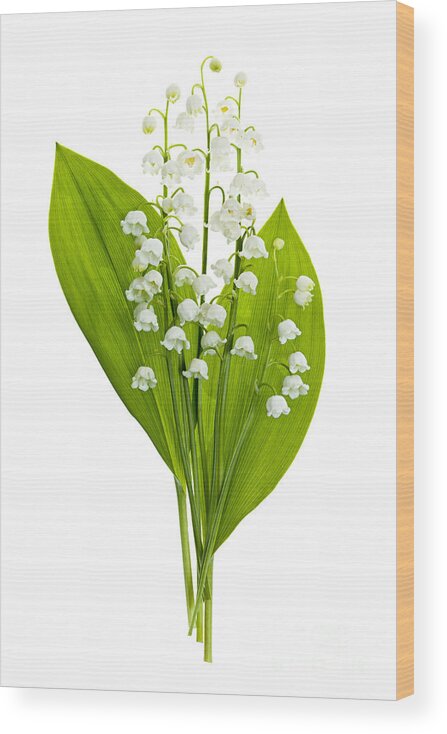 Flower Wood Print featuring the photograph Lily-of-the-valley flowers #4 by Elena Elisseeva