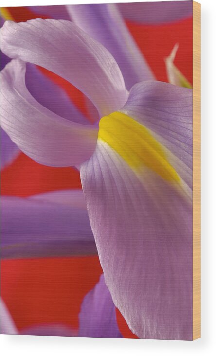 Flowers Wood Print featuring the photograph Photograph of a Dutch Iris #2 by Perla Copernik