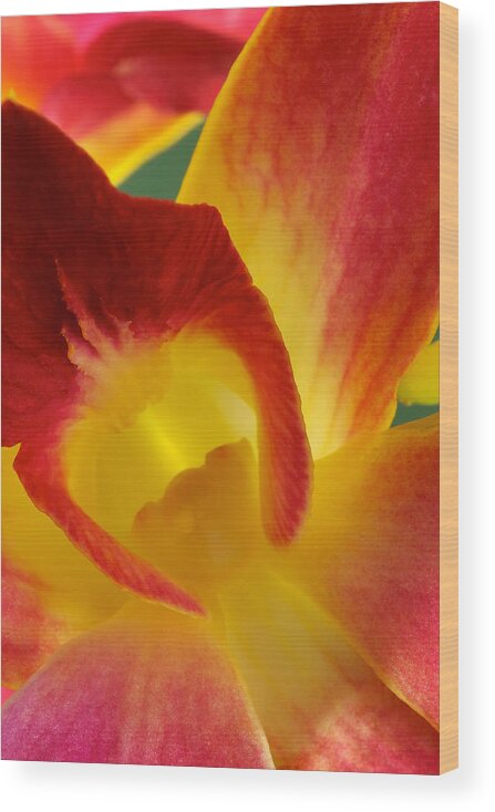 Dendrobium Wood Print featuring the photograph Photograph of a Hope orchid Flower #1 by Perla Copernik