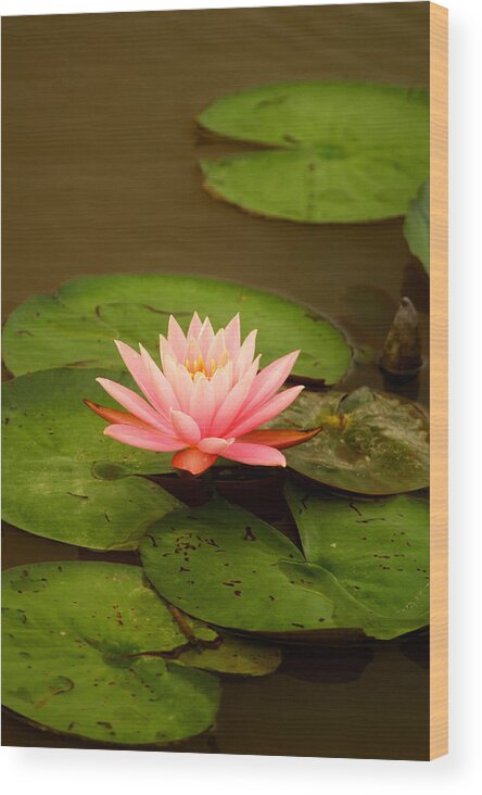 Pink Water Lily Wood Print featuring the photograph Pink Water Lily #1 by Pat Exum