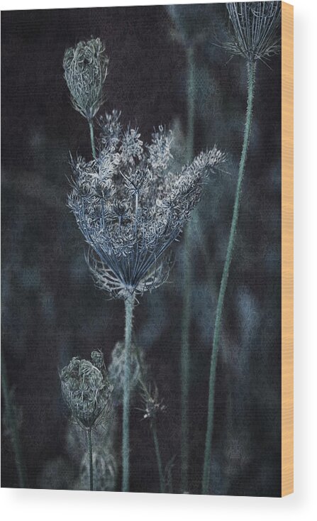 Queen Annes Lace Wood Print featuring the photograph Queen Anne's Lace #1 by Bonnie Bruno