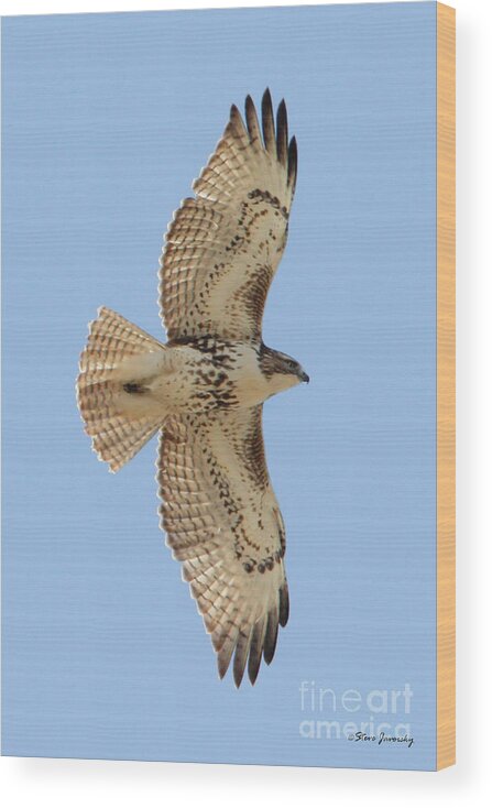 Red Tail Hawk Wood Print featuring the photograph Red Tail Hawk #1 by Steve Javorsky