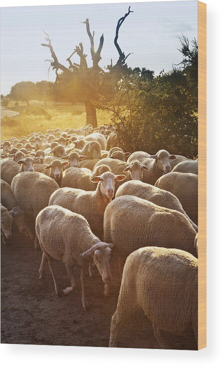 Vertical Wood Print featuring the photograph Sheeps In Dehesa, Typical Pasture Of Extremadura #1 by Gonzalo Azumendi