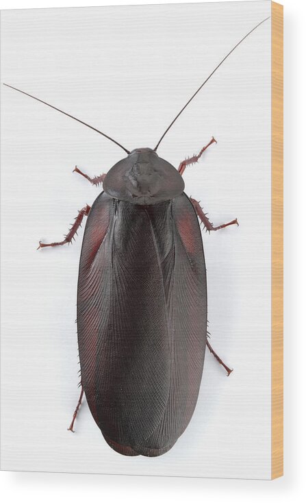 00478973 Wood Print featuring the photograph Wood Cockroach Barbilla Np Costa Rica #1 by Piotr Naskrecki