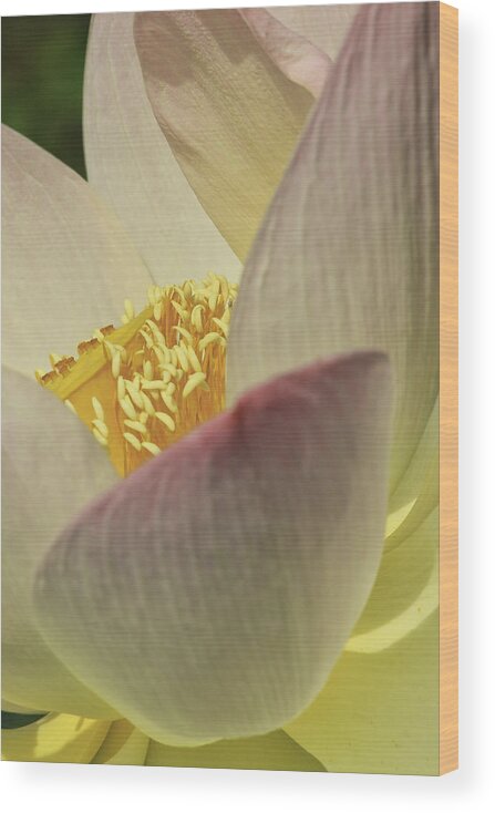 Kenilworth Aquatic Park Wood Print featuring the photograph Nelumbo 'Pink and Yellow' #3 by Perla Copernik