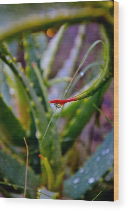 Aloe Vera; Natur; Green; White; Plant; Succulent; Garden; Macro; Brown; Background; Raindrop; Wet; Water; Summer; Decorative; Reflection; Spike; Thorns; Red; Wood Print featuring the photograph Raindrop On Aloe Vera Leaf #2 by Werner Lehmann