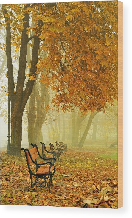 Alley Wood Print featuring the photograph Red benches in the park #2 by Jaroslaw Grudzinski