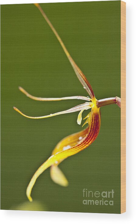 Orchid Wood Print featuring the photograph Restrepia iris orchid by Heiko Koehrer-Wagner