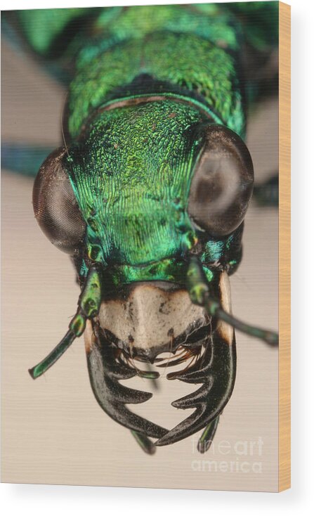 Tiger Beetle Wood Print featuring the photograph Tiger Beetle #3 by Ted Kinsman
