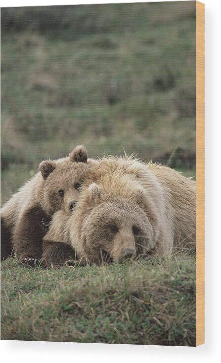 Mp Wood Print featuring the photograph Grizzly Bear Ursus Arctos Horribilis #3 by Michael Quinton