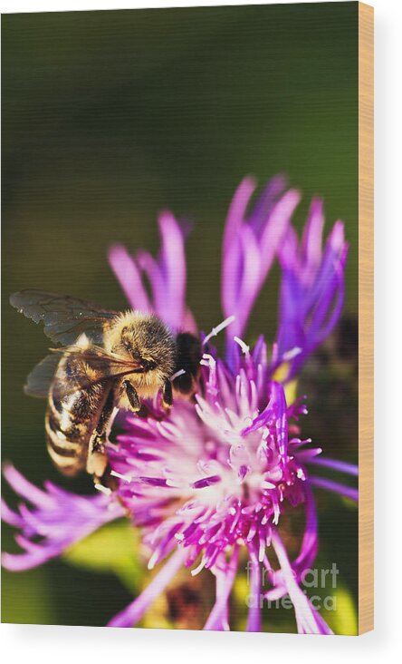 Honey Wood Print featuring the photograph Honey bee by Elena Elisseeva
