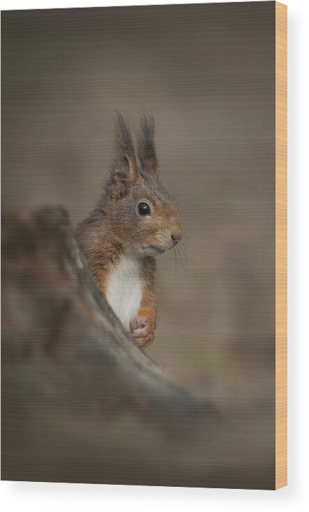 Formby Wood Print featuring the photograph Red Squirrel #3 by Andy Astbury