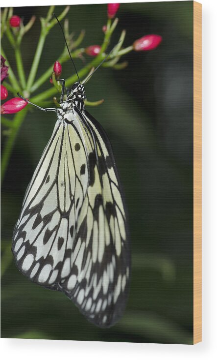 Rice Paper Butterfly Wood Print featuring the photograph Rice Paper Butterfly #4 by JT Lewis