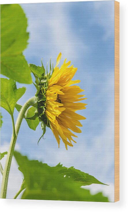Orange Wood Print featuring the photograph Sunflower #4 by Michael Goyberg