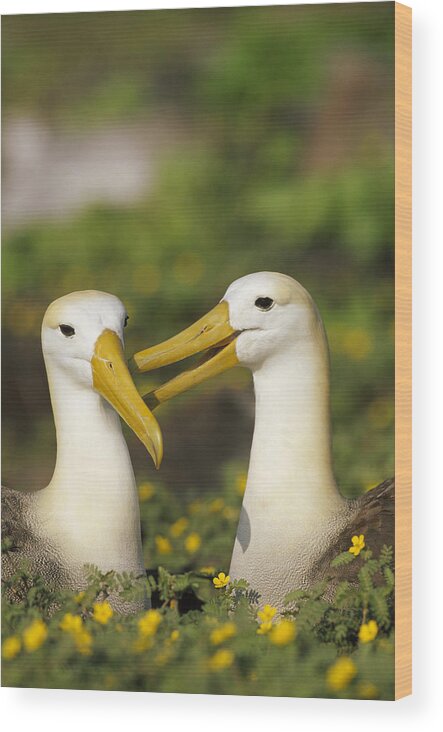 00141167 Wood Print featuring the photograph Waved Albatross Phoebastria Irrorata #3 by Tui De Roy