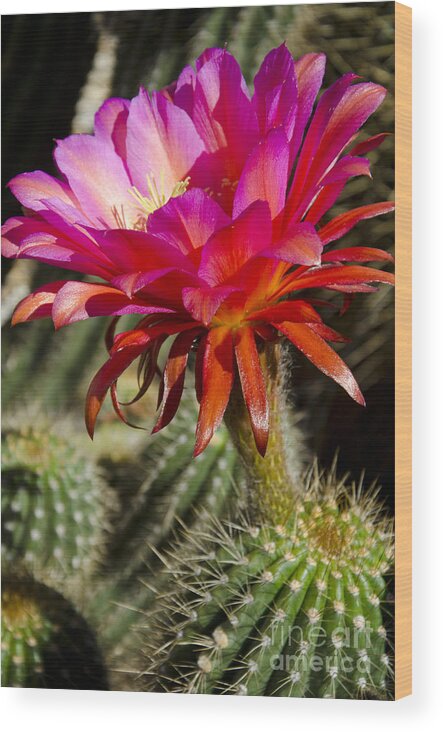 Red Wood Print featuring the photograph Dark pink cactus flower #5 by Jim And Emily Bush
