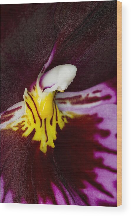 Orchid Wood Print featuring the photograph Exotic Orchids of C Ribet #54 by C Ribet