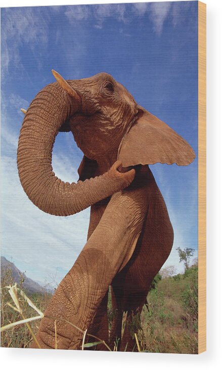 Mp Wood Print featuring the photograph African Elephant Loxodonta Africana #6 by Gerry Ellis