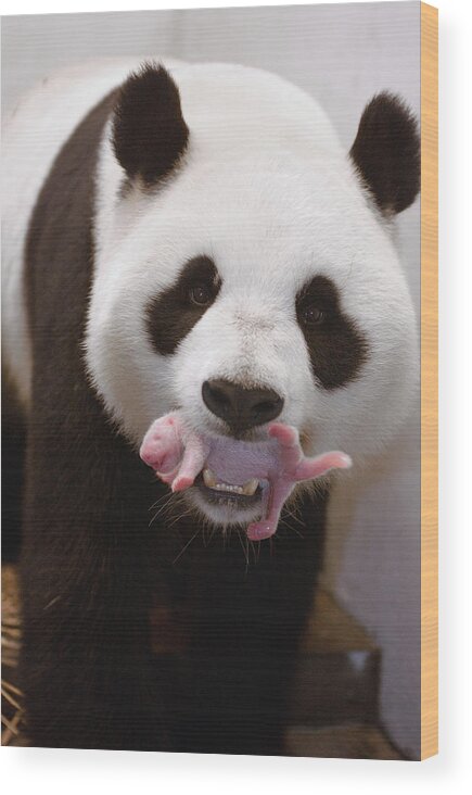 Mp Wood Print featuring the photograph Giant Panda Carrying Newborn by Katherine Feng