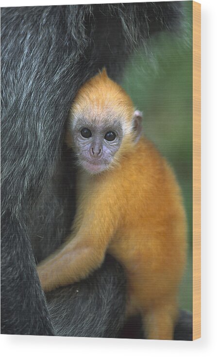 Mp Wood Print featuring the photograph Silvered Leaf Monkey Trachypithecus #6 by Cyril Ruoso