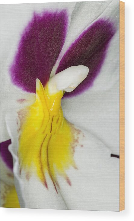Orchid Wood Print featuring the photograph Exotic Orchids of C Ribet #70 by C Ribet