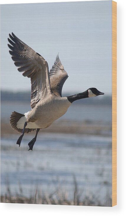 Geese Wood Print featuring the photograph A Goose Taking Off In Flight by Janice Adomeit