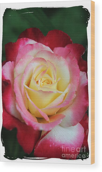 Roses Wood Print featuring the photograph A Special Rose by Lori Mellen-Pagliaro