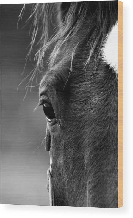 Horse Wood Print featuring the photograph A Watchful Eye by Steve Parr