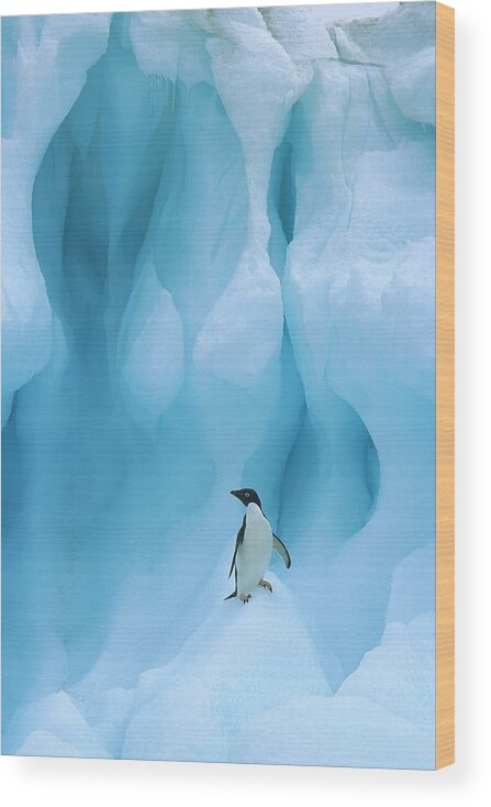 00260284 Wood Print featuring the photograph Adelie Penguin on Iceberg by Colin Monteath