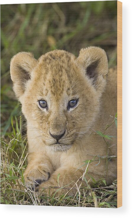 0761307 Wood Print featuring the photograph African Lion Cub Panthera Leo by Suzi Eszterhas