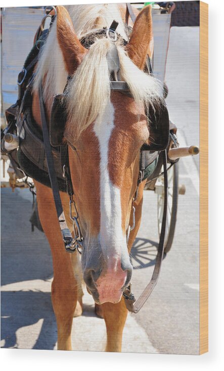 Horses Wood Print featuring the photograph Afternoon Siesta by Jan Amiss Photography