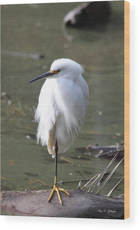 Snowy Egret Wood Print featuring the photograph Against The Wind by Amy Gallagher