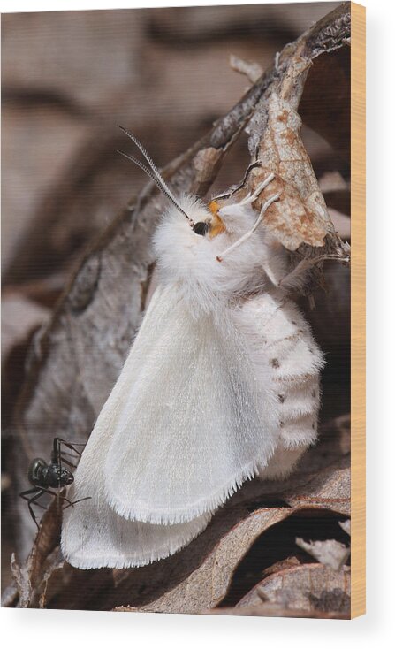 Spilosoma Congrua Wood Print featuring the photograph Agreeable Tiger Moth With Ant by Daniel Reed