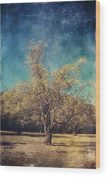 Trees Wood Print featuring the photograph All That's Unknown by Laurie Search