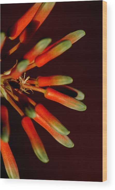 Aloe Wood Print featuring the photograph Aloe Bloom 5 by David Weeks