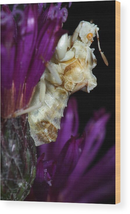 Phymatidae Wood Print featuring the photograph Ambush Bug On Ironweed by Daniel Reed