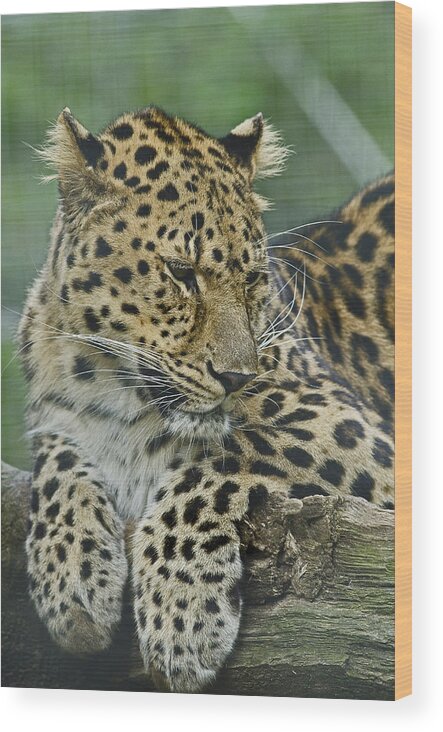 Amur Leopard Wood Print featuring the photograph Amur Leopard by JT Lewis