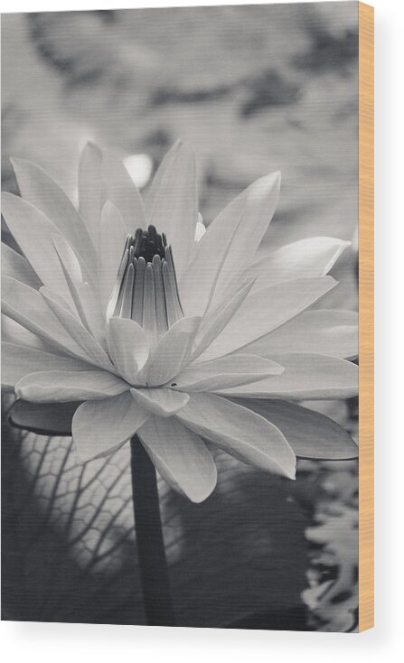 Lily Wood Print featuring the photograph Ansel's Lily by Trish Tritz