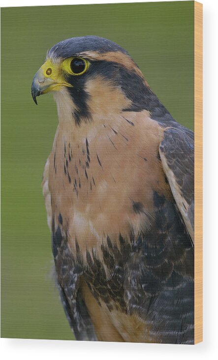 Mp Wood Print featuring the photograph Aplomado Falcon Falco Femoralis by Pete Oxford