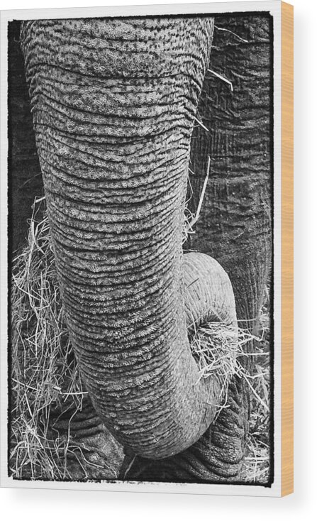 Animals Wood Print featuring the photograph Asian Elephant Trunk by Perla Copernik