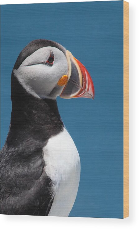 Puffin Wood Print featuring the photograph Atlantic Puffin by Bruce J Robinson