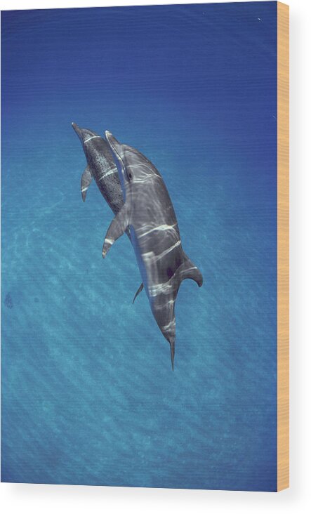 00087094 Wood Print featuring the photograph Atlantic Spotted Dolphin Pair Bahamas by Flip Nicklin