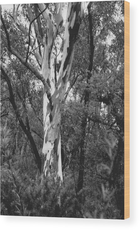 Australia Wood Print featuring the photograph Australian Gum by Jackie Sherwood