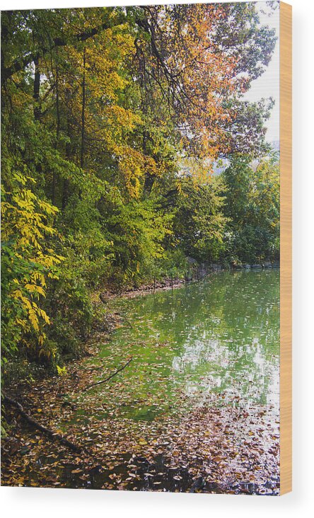 Autumn Wood Print featuring the photograph Autumn tree colors in Central Park by Ellie Teramoto