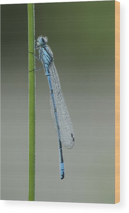 Azure Wood Print featuring the photograph Azure Damselfly by Andy Astbury